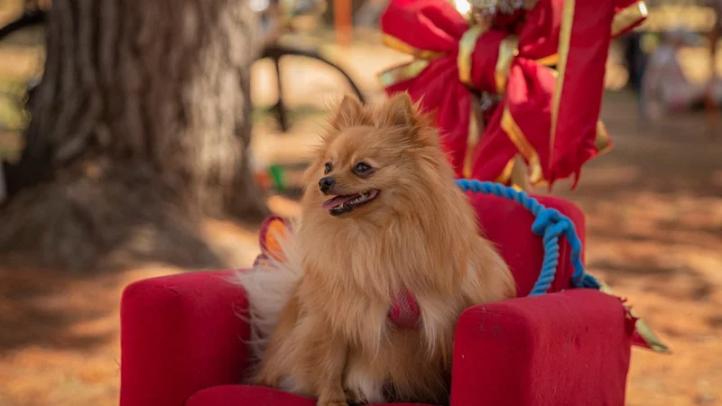 We Woof You a Merry Christmas! Paws Party Brings Free Family Fun to Haig Park