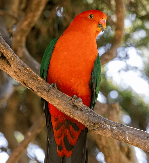 Get Up Close and Personal: The Canberra Walk-In Aviary